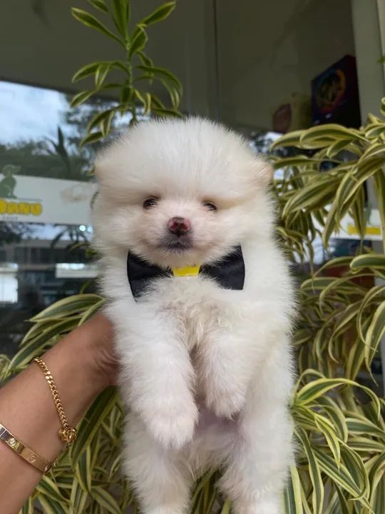 Filhote de Spitz Alemão anao  - Foto 2