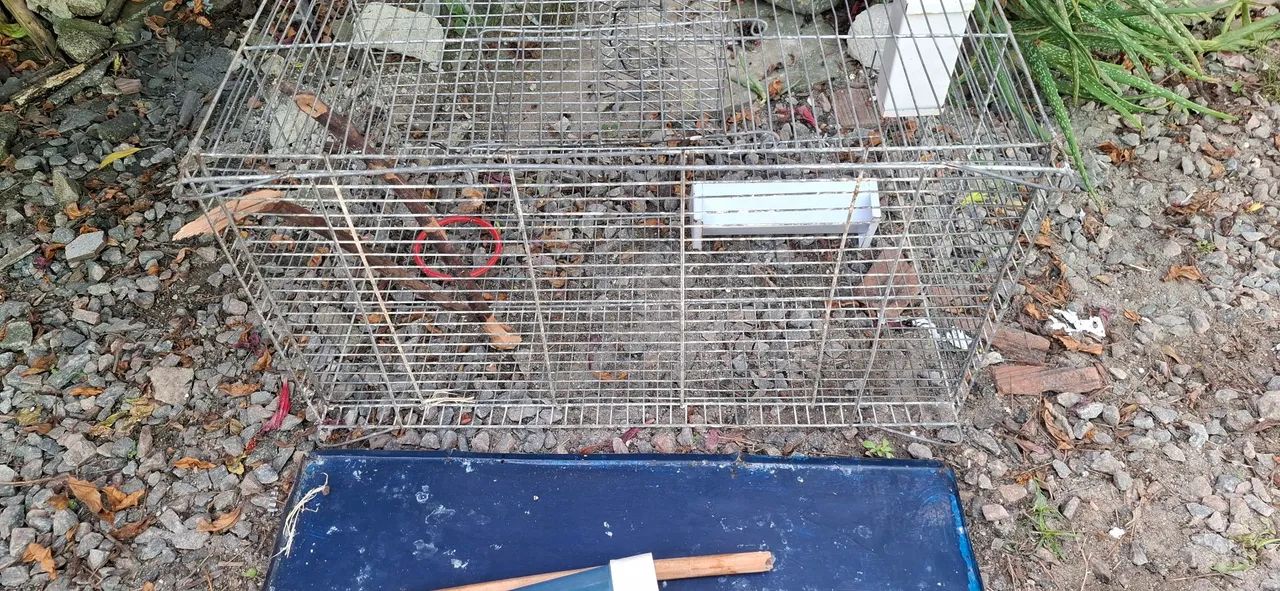 Vendo gaiola de ferro - Foto 4