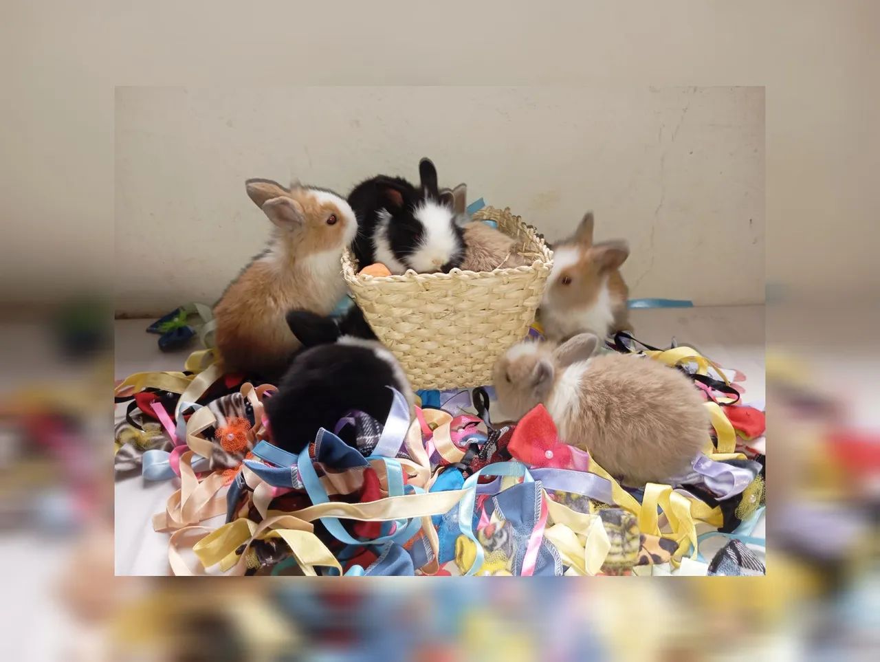 Filhotes Coelhos Raça Lionheart