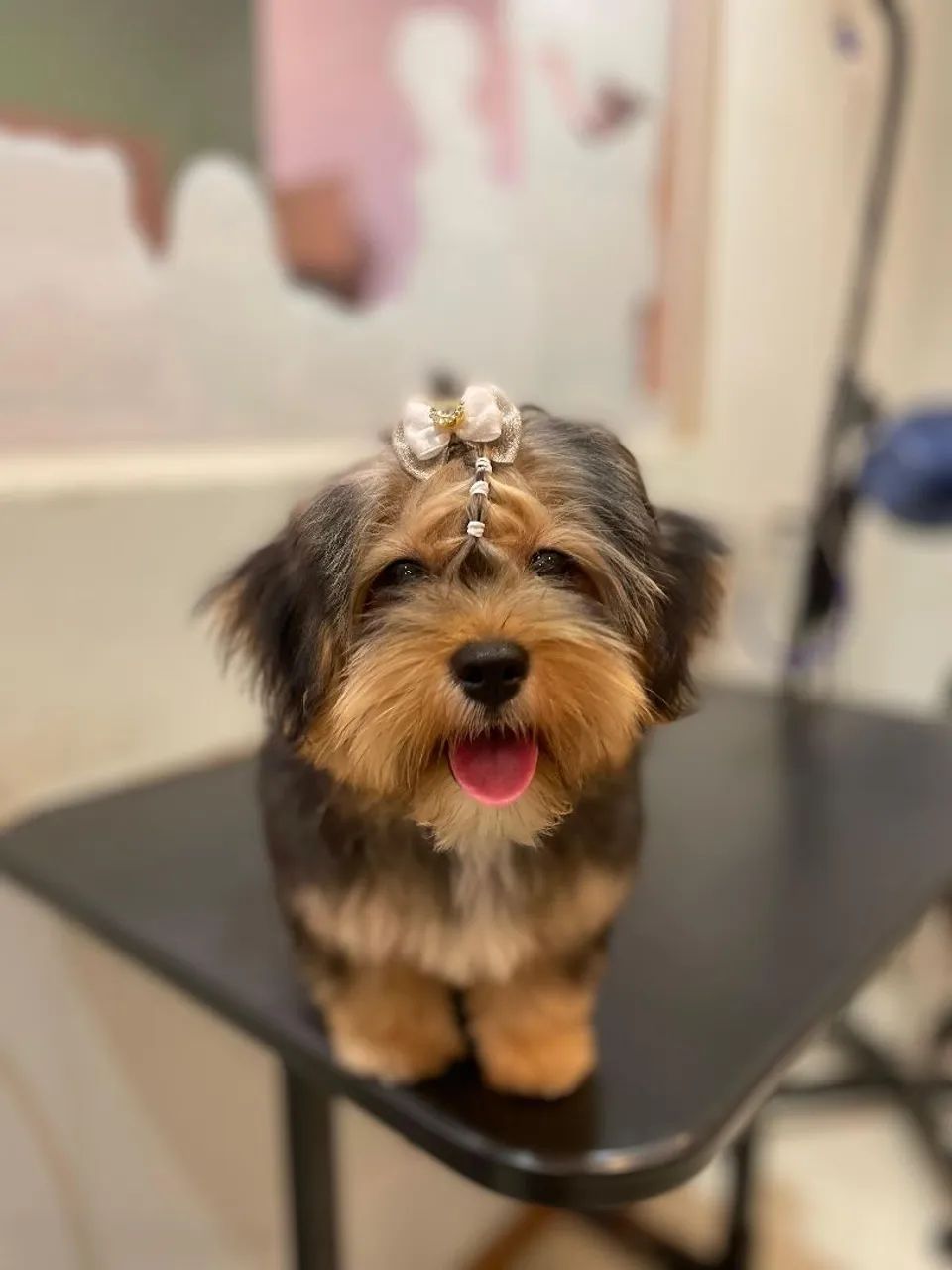 Filhote Yorkshire Terrier