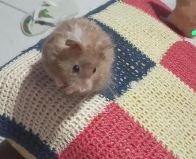 Lindo Hamster Bege para Adoção