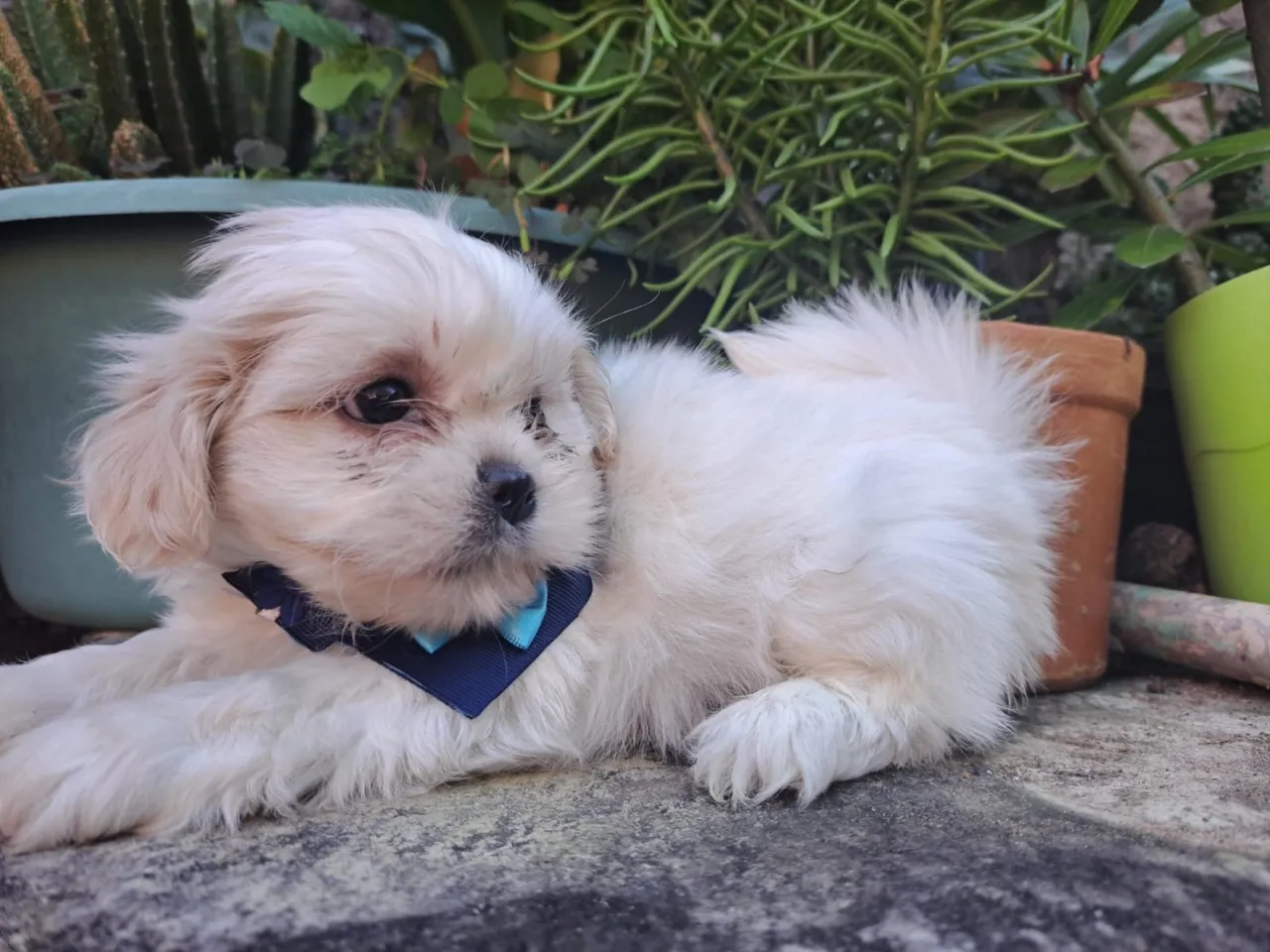 Filhotes de Shihtzu