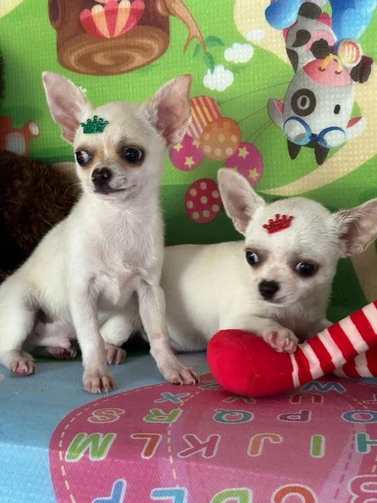 Dois filhotes de Chihuahua à venda