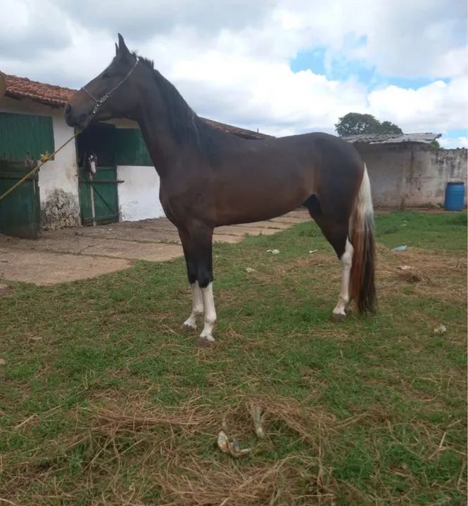 Cavalo pampa de preto  - Foto 3
