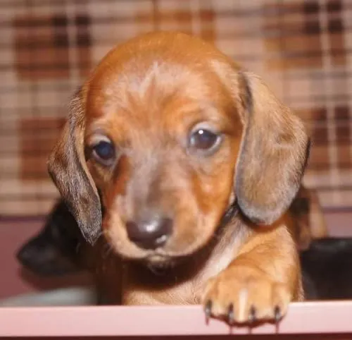 Filhote de Dachshund Fêmea! Encantadora 
