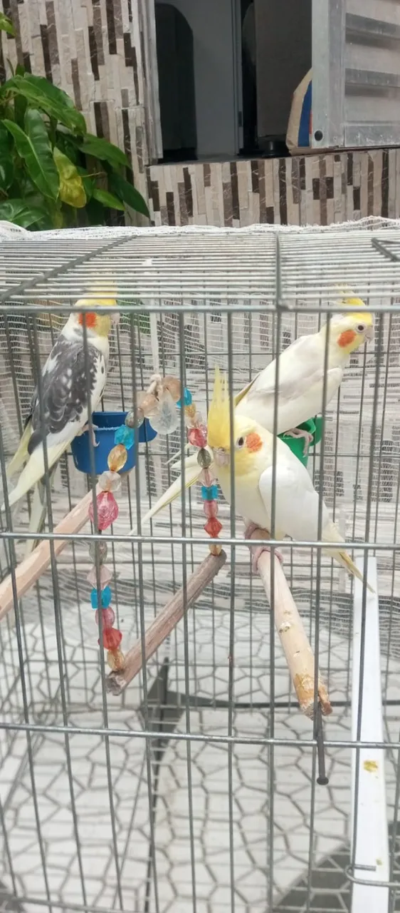 Vende-se os 3