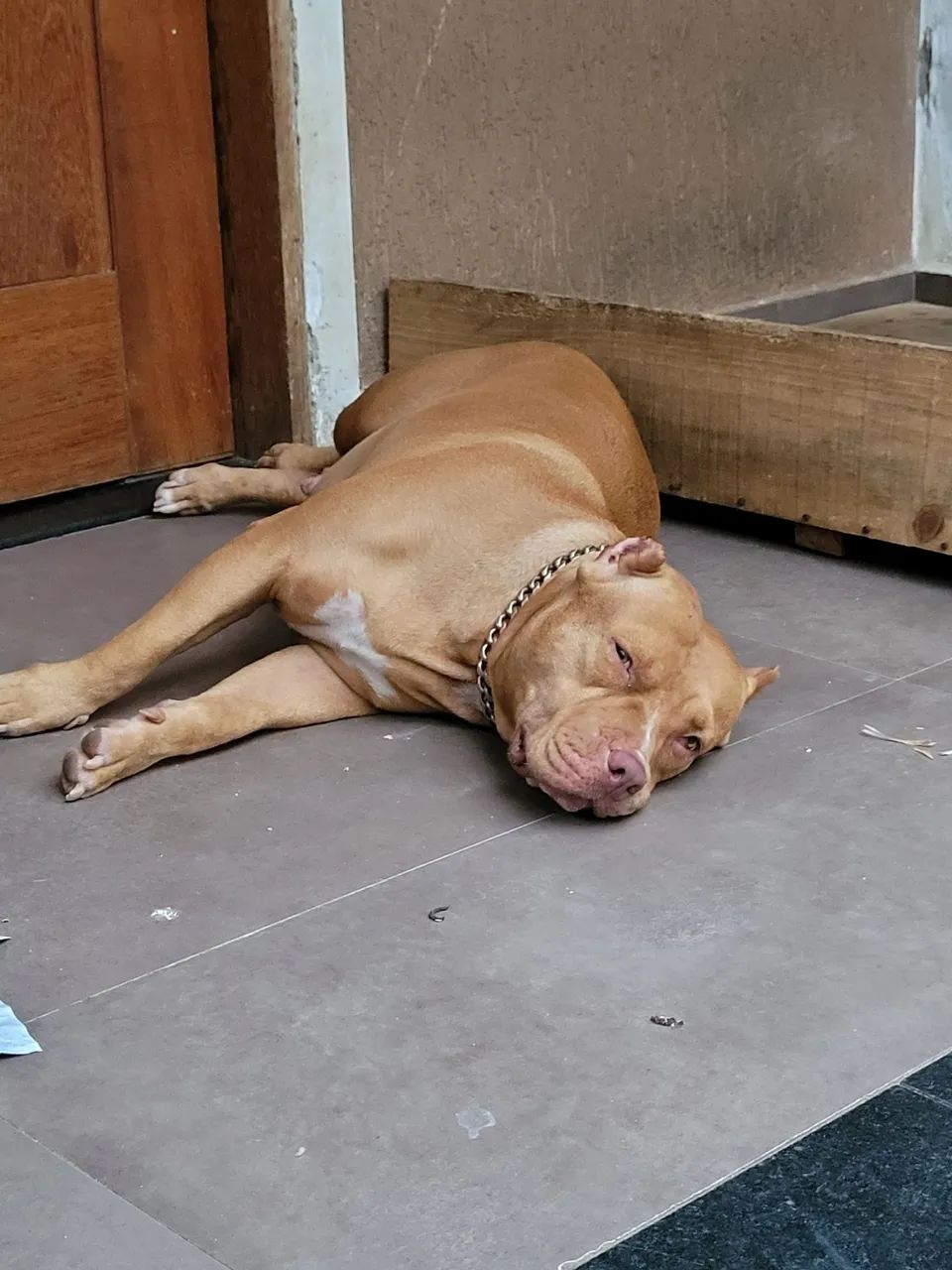 Pitbull fêmea 3 anos e 9 meses - Foto 4