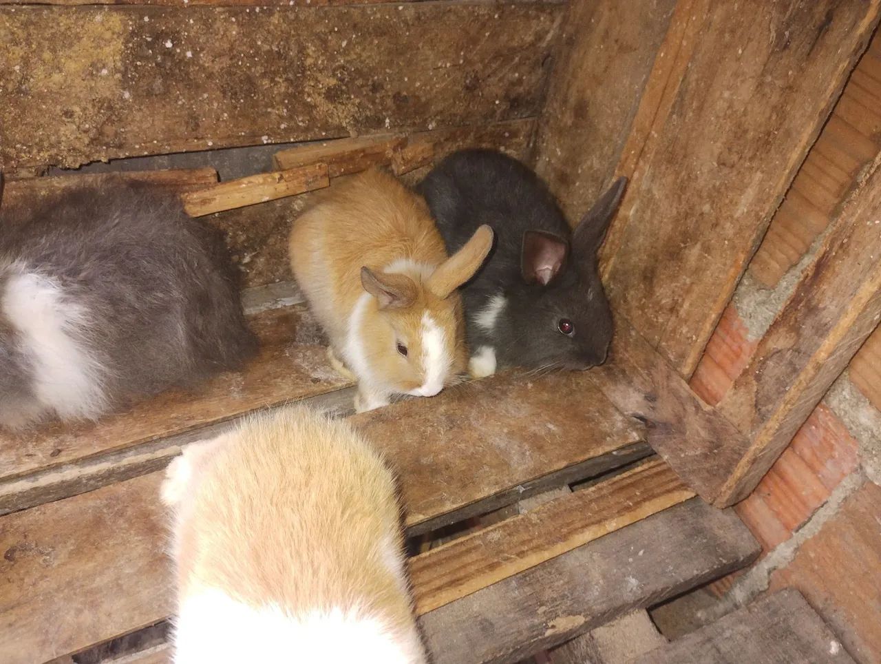 Coelho marrom a venda . Raça angorá inglês 