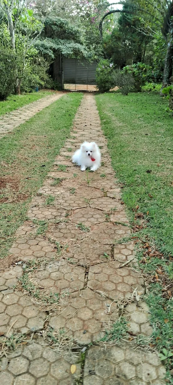 Spitz Alemão filhote - Branco e fofo! Pronta entrega