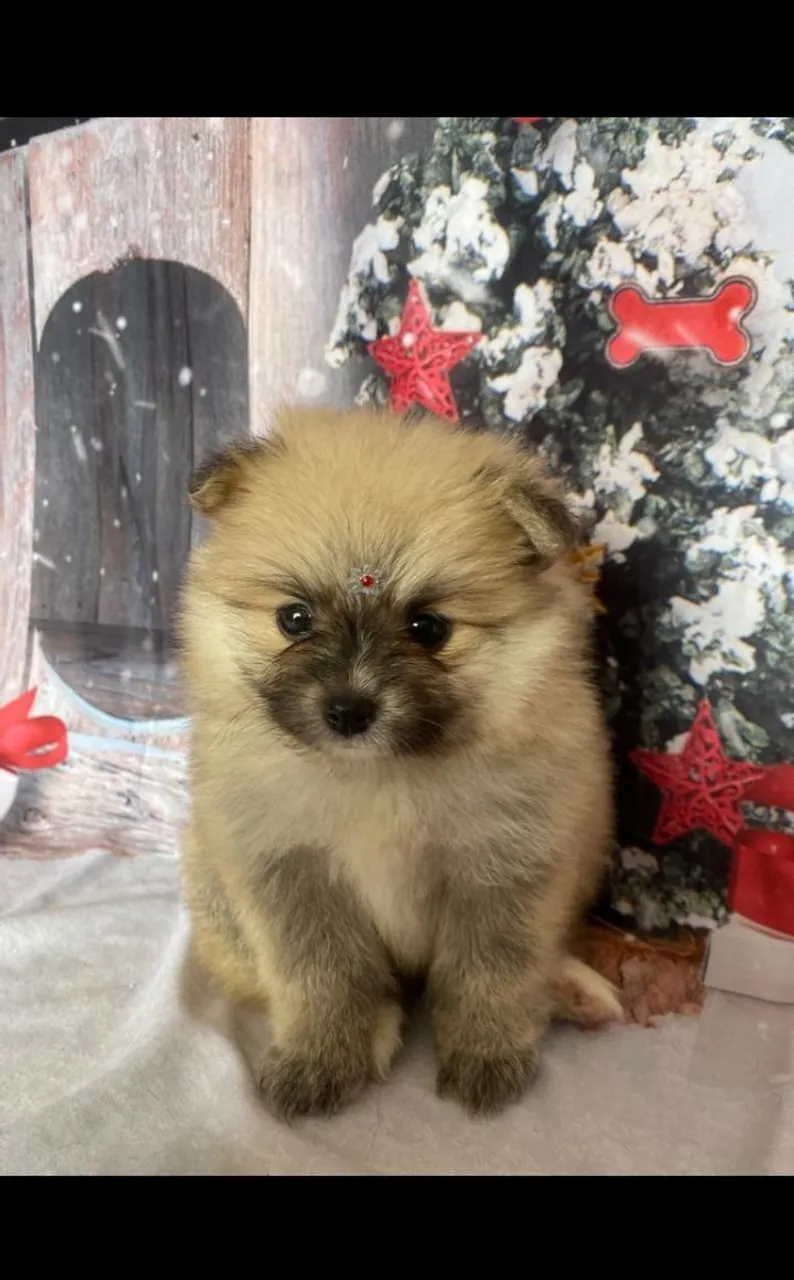 Spitz Alemao Anao/ Lulu da Pomerânea Último Casal disponível!!!