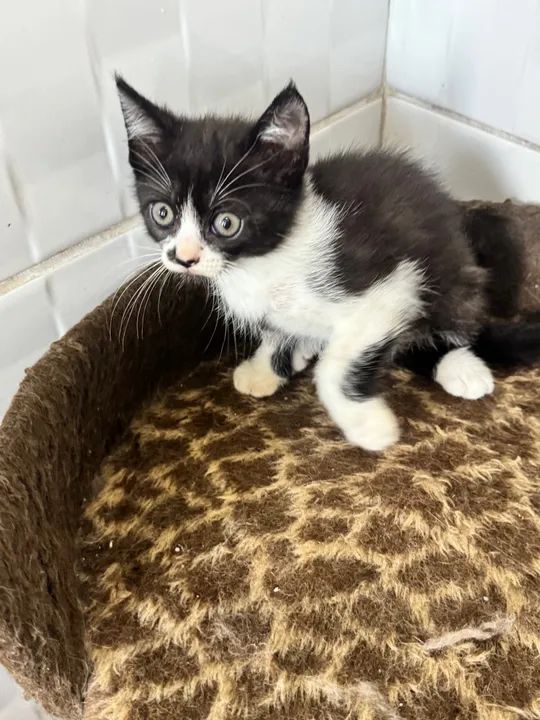 Gatinho preto e branco disponível para adoção - Foto 5