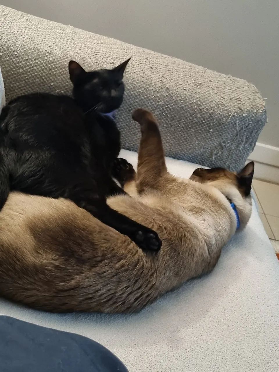 Doação de casal castrado de gatos. - Foto 2