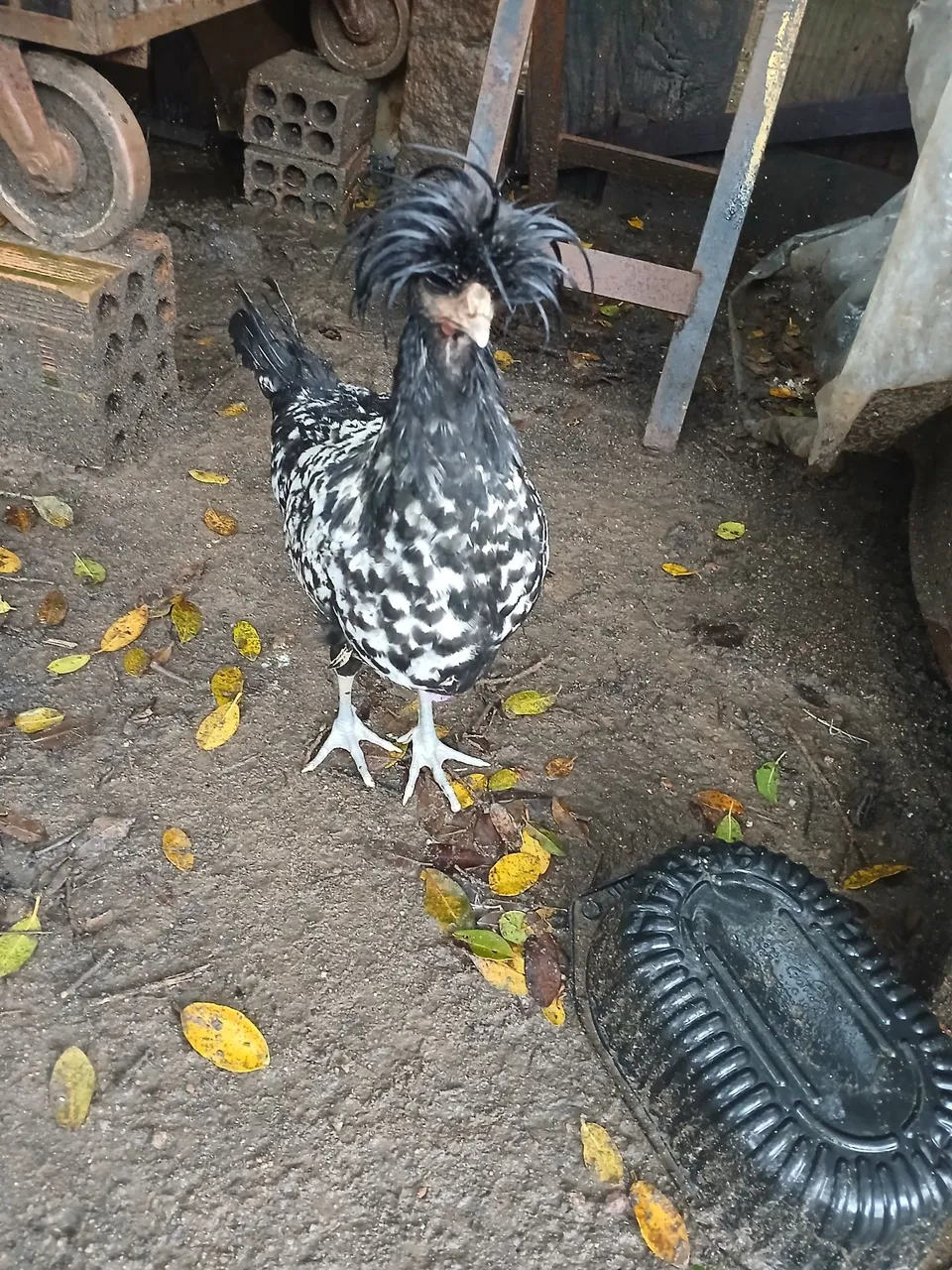 Galinha de raça