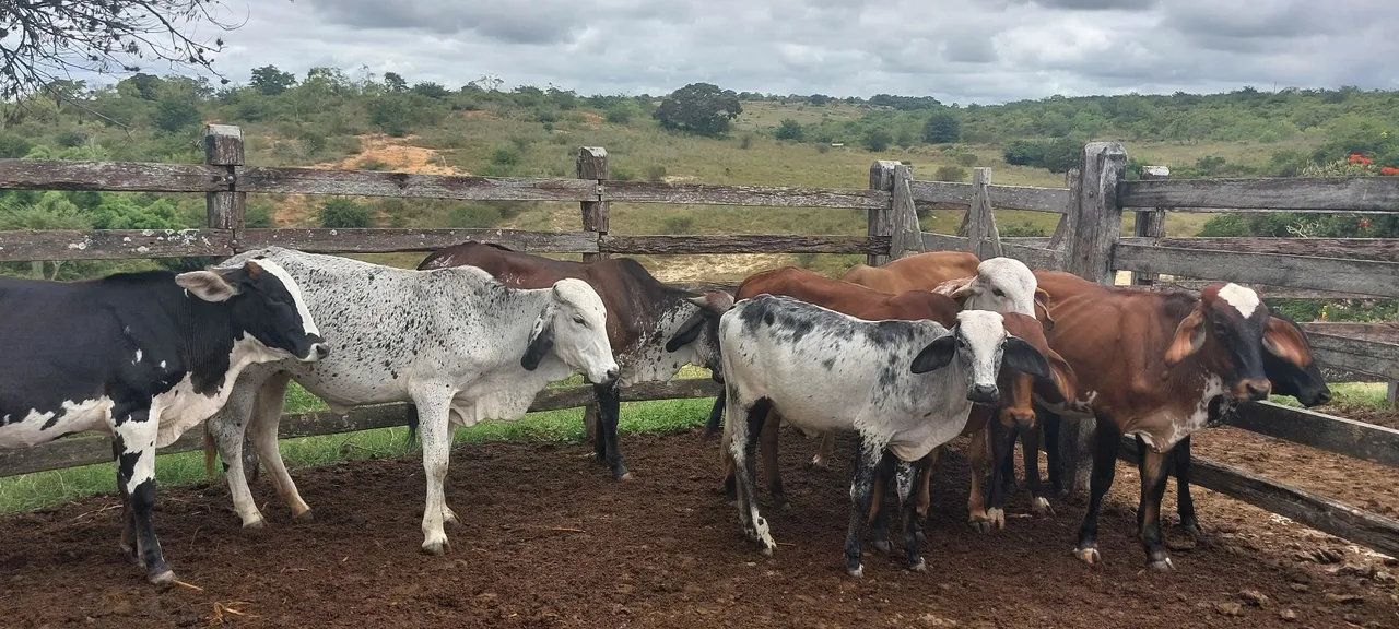 Bezerras de Leite