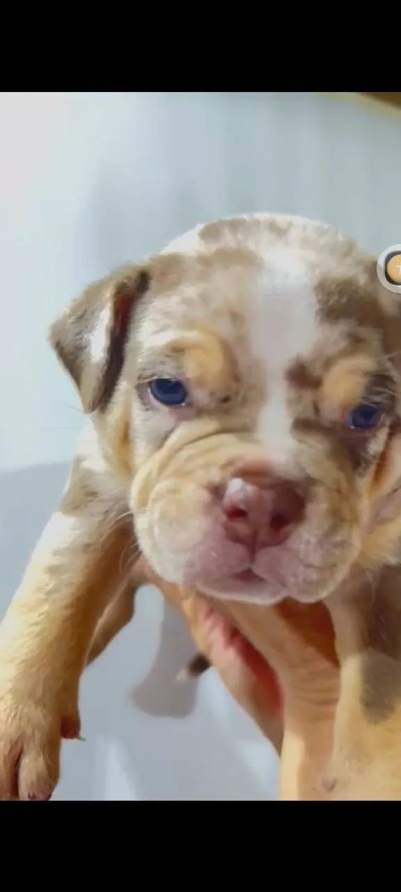 Filhote American Bully 