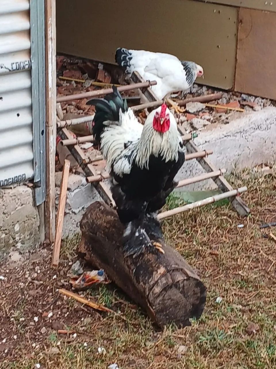 Galinhas Ornamentais Brahma - Venda de Ovos e Pintinhos - Foto 2