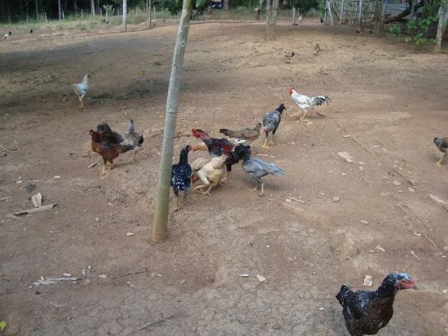 Galinhas caipira abatidas  - Foto 2