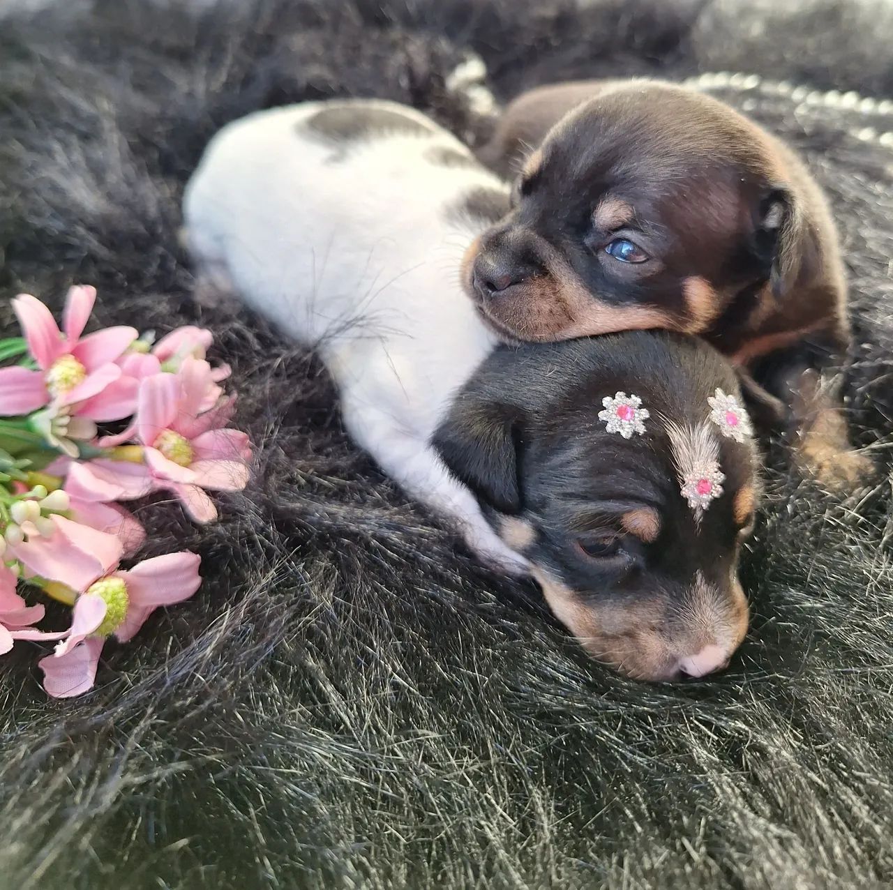 Filhotes de Pinscher N1 FEMEA e MACHO  - Foto 2