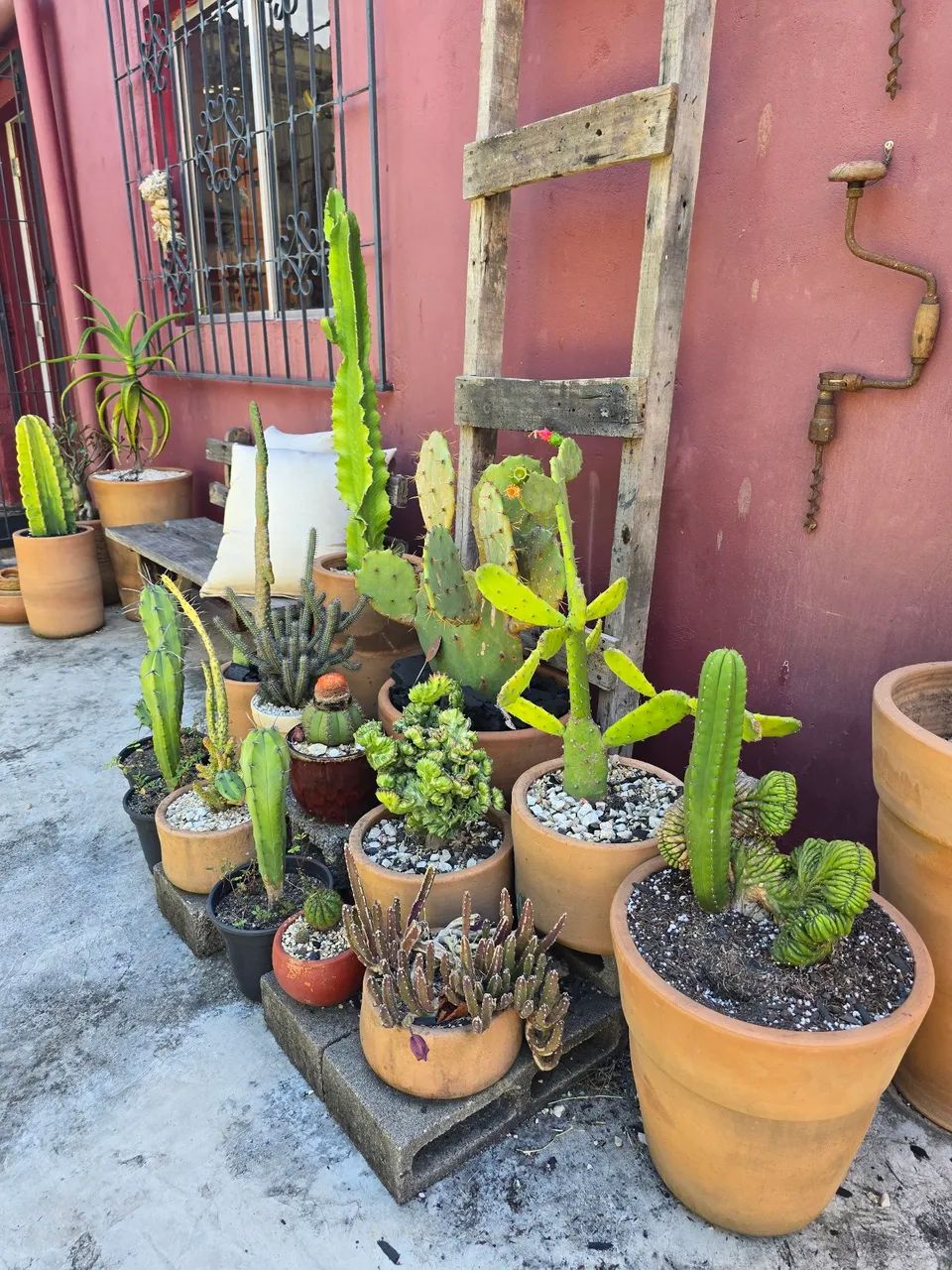 Cactos ornamentais raros - Foto 4