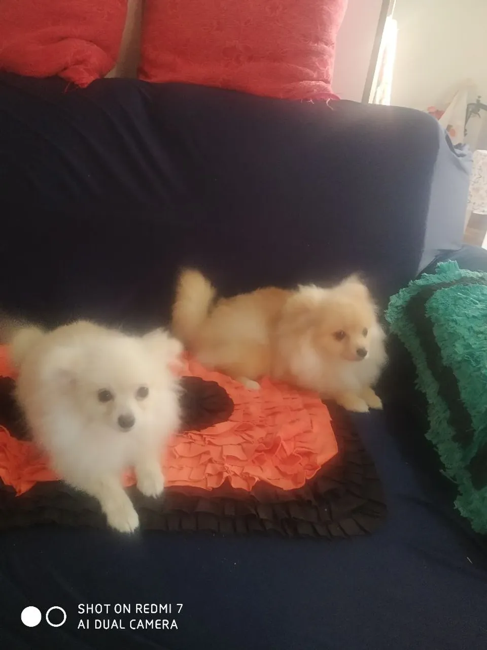 Lindos filhotes de Spitz Alemão disponíveis