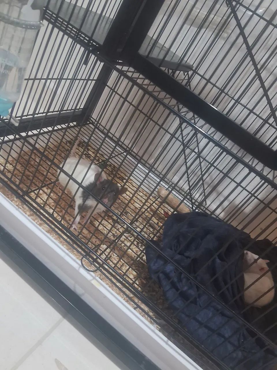 Gaiola e twisters - Foto 2