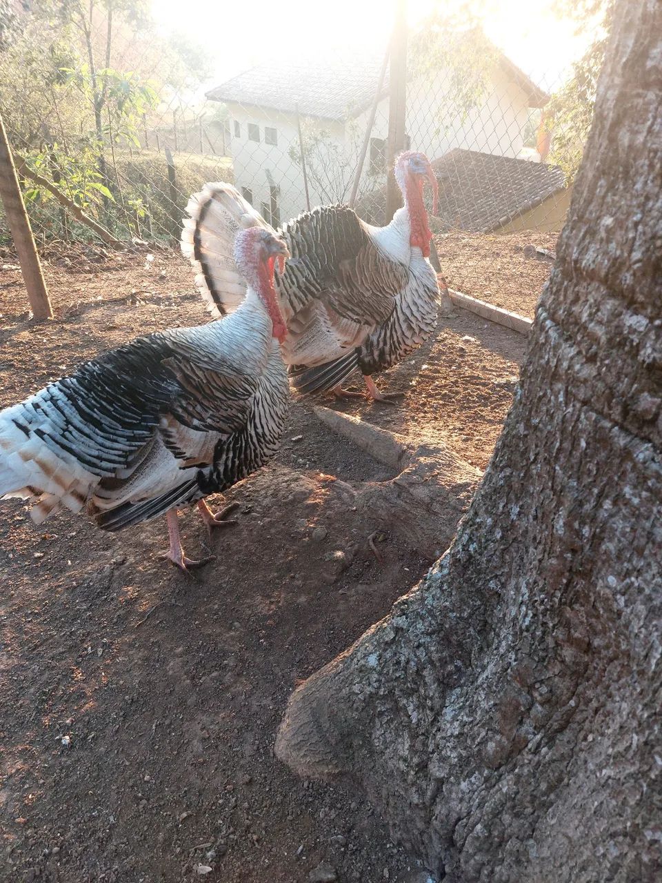 Aves a venda
