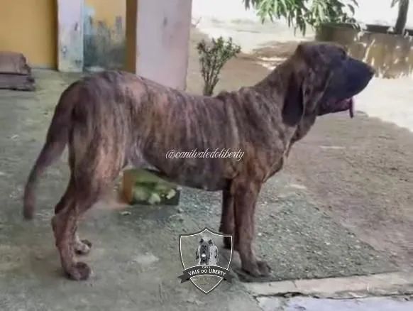 Filhote Fila Brasileiro a venda - Foto 2