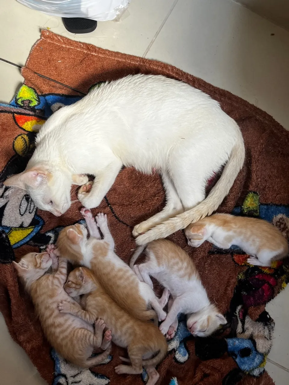 Gatinhos filhotes para adoção
