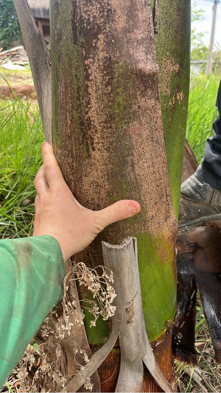 Palmeira imperial - Foto 2