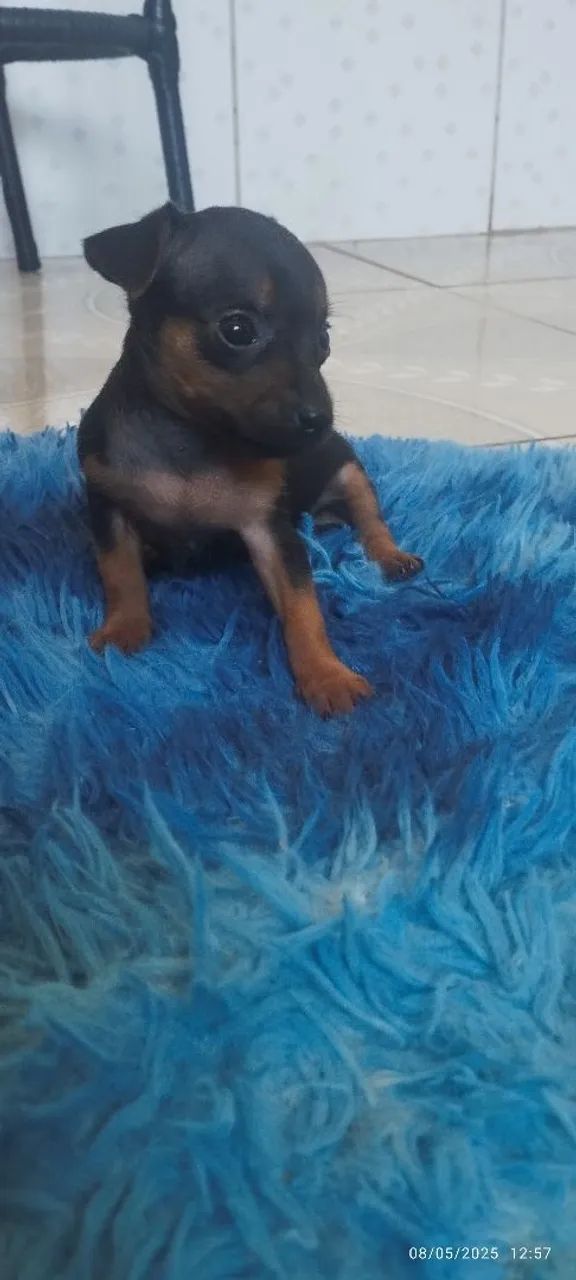 Filhote de Pinscher Miniatura - Foto 2