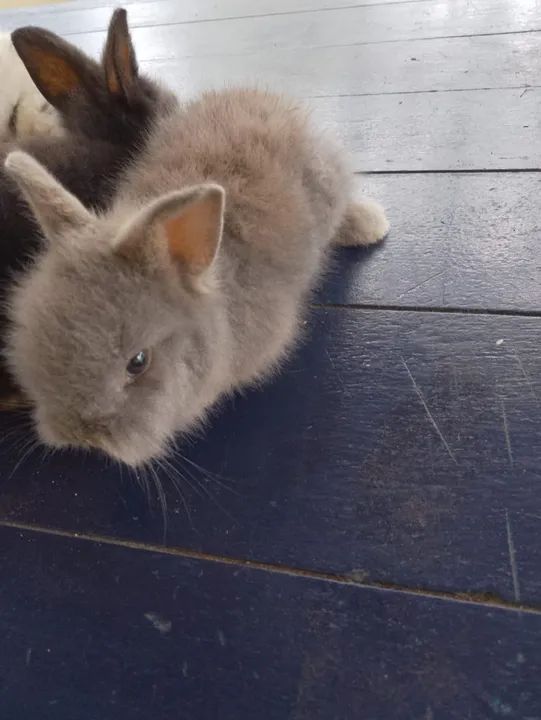 Coelhinho mini lion - Foto 3