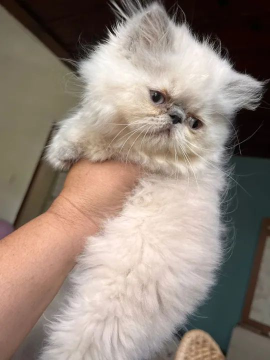 Linda Persa Fêmea Himalaia!