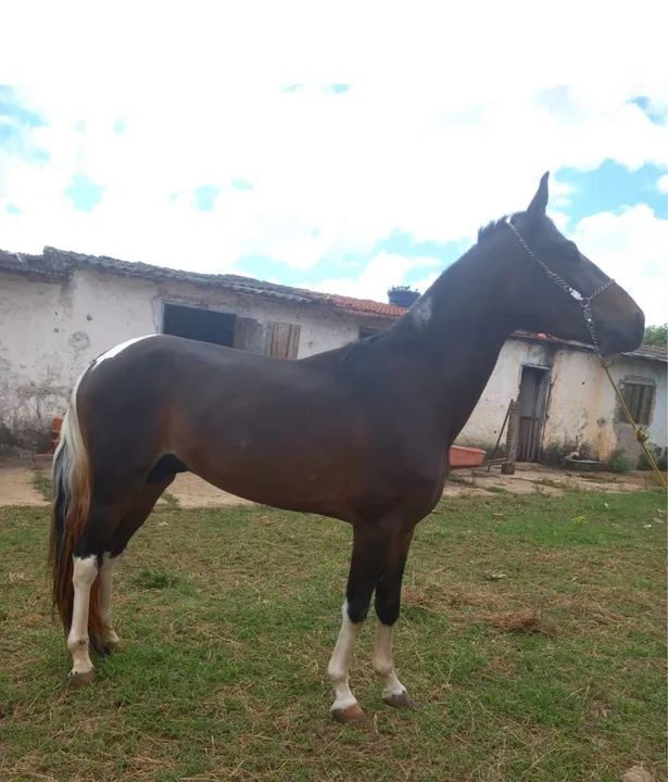 Cavalo pampa de preto  - Foto 2