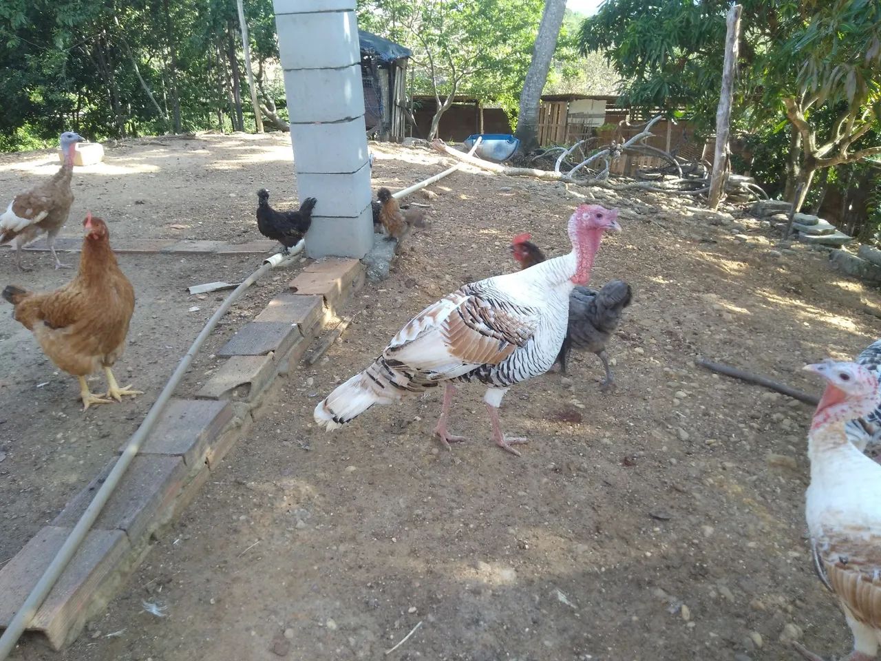 Peru para venda - Foto 2