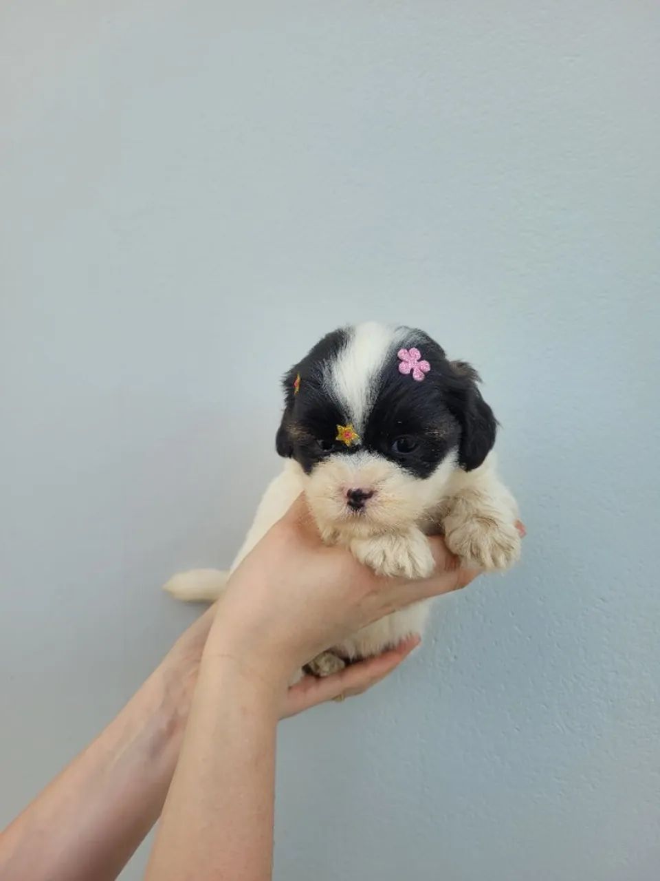 Lhasa-apso macho e fêmea, porte bem pequeno! Pais com pedigree, entrego/ parcelo 12x - Foto 5