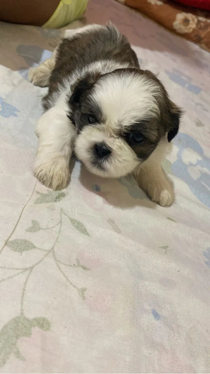 Cachorrinhos  - Foto 4