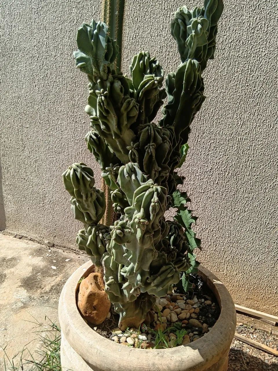 Vende se vaso e cactos - Foto 3