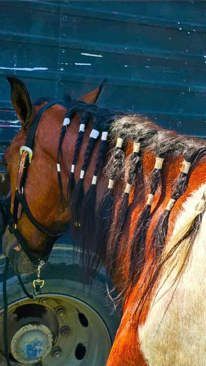 Cavalo Pampa de Castanho Mangalarga - Foto 2