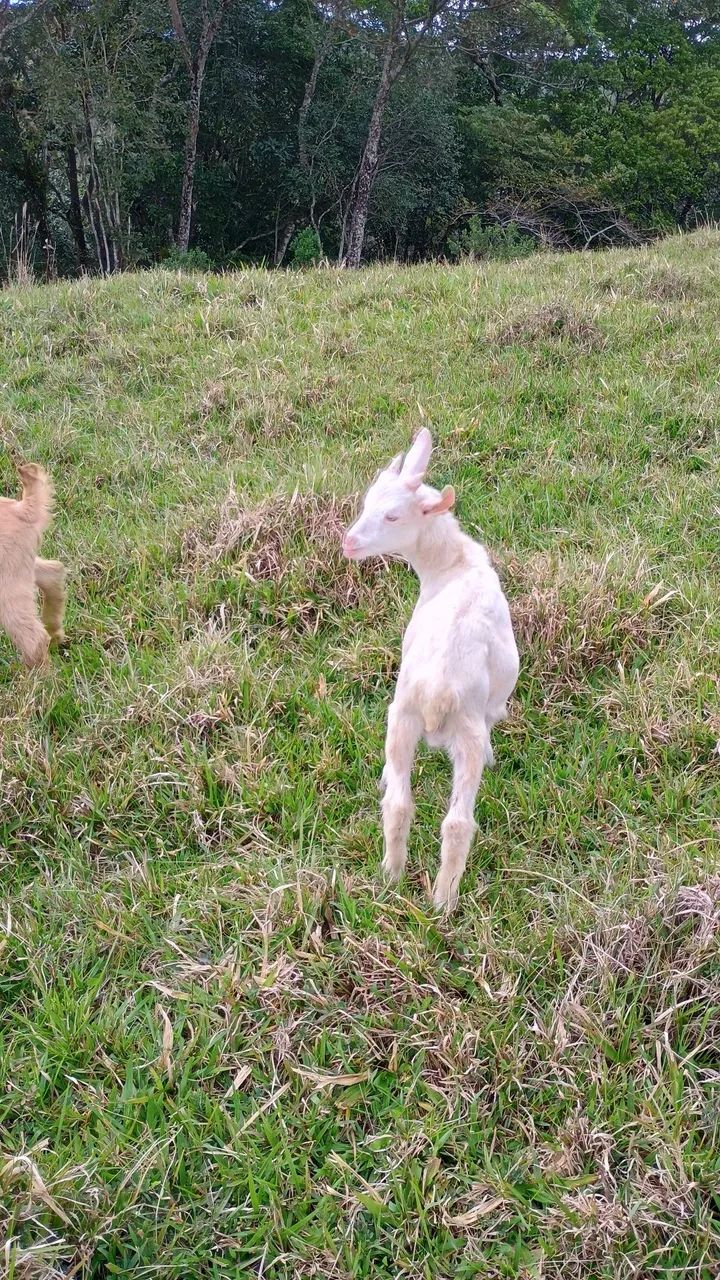 Vende-se BODINHOS de 3 meses - Foto 2