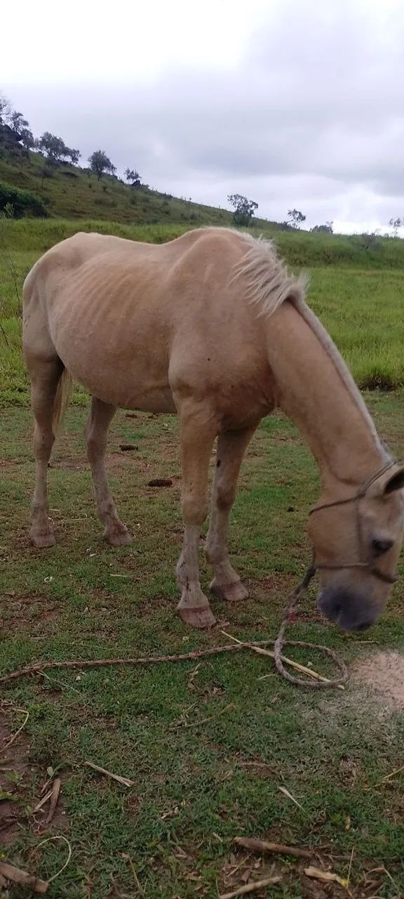 Cavalo baio marilio marchador - Foto 6