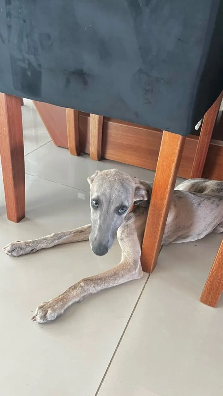 Whippet  - Foto 4