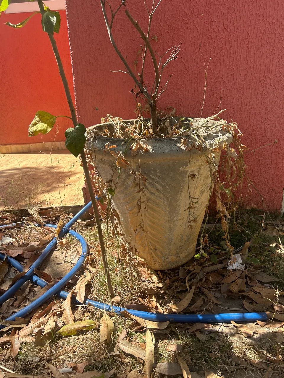 Vasos de plantas
