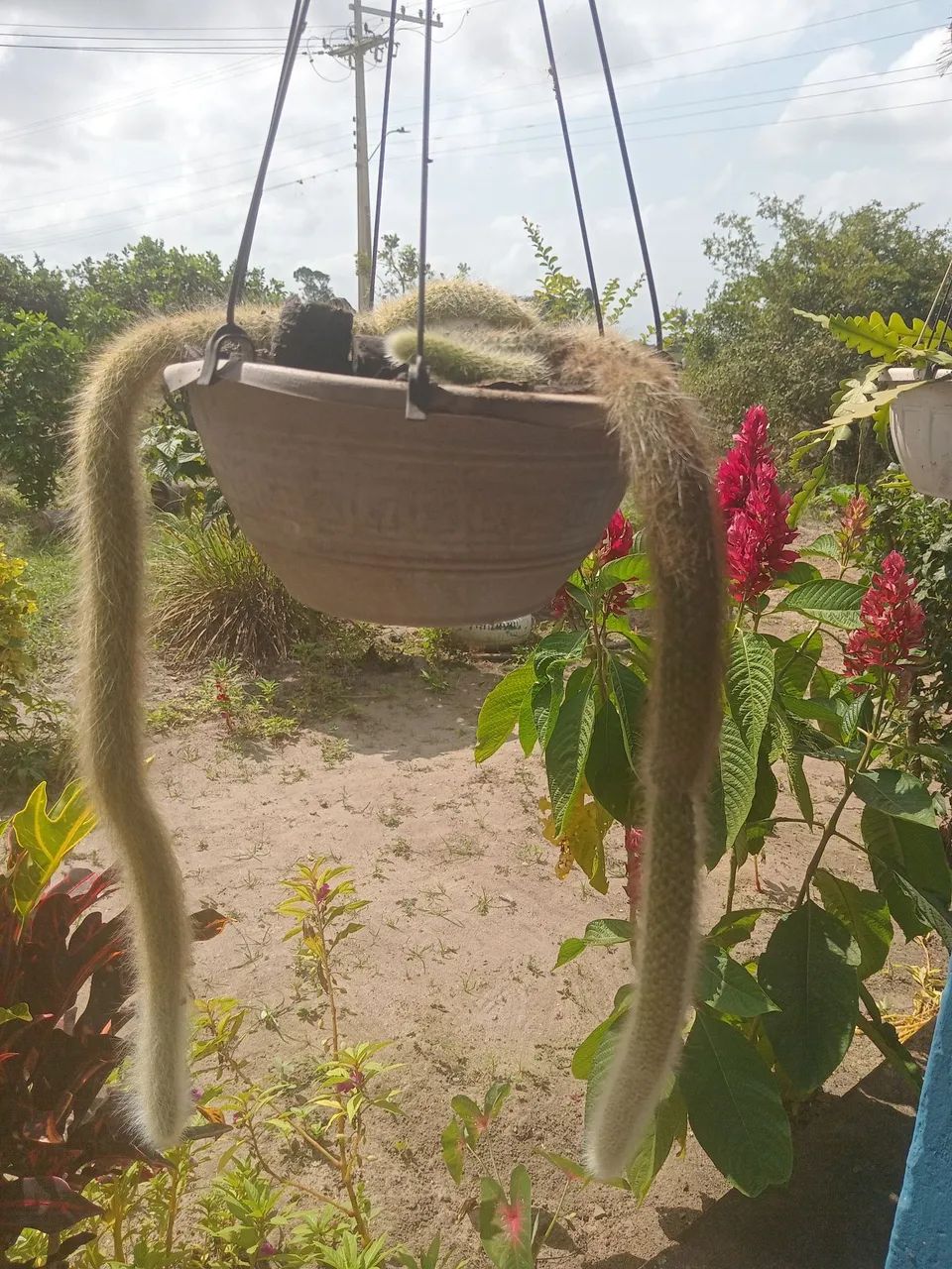 Plantas  - Foto 2