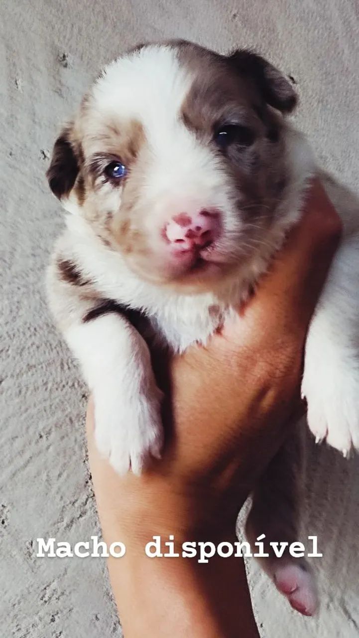 Border Collie Rott Filhotes de border collie - Cachorros - Zona 07, Maringá 1546924596 | OLX