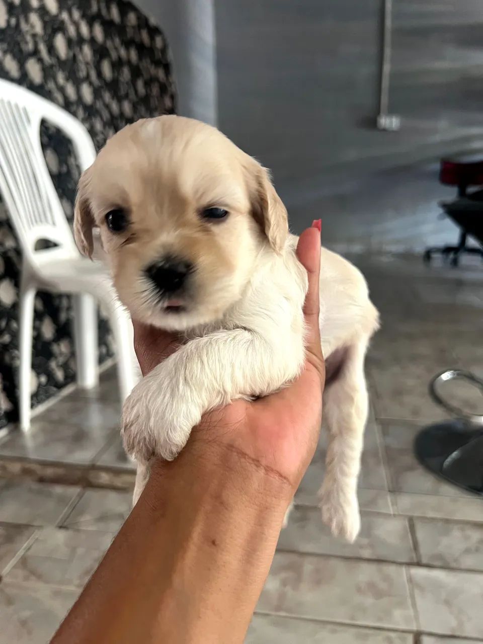 Cachorras Shih tzu com poodle - Foto 3