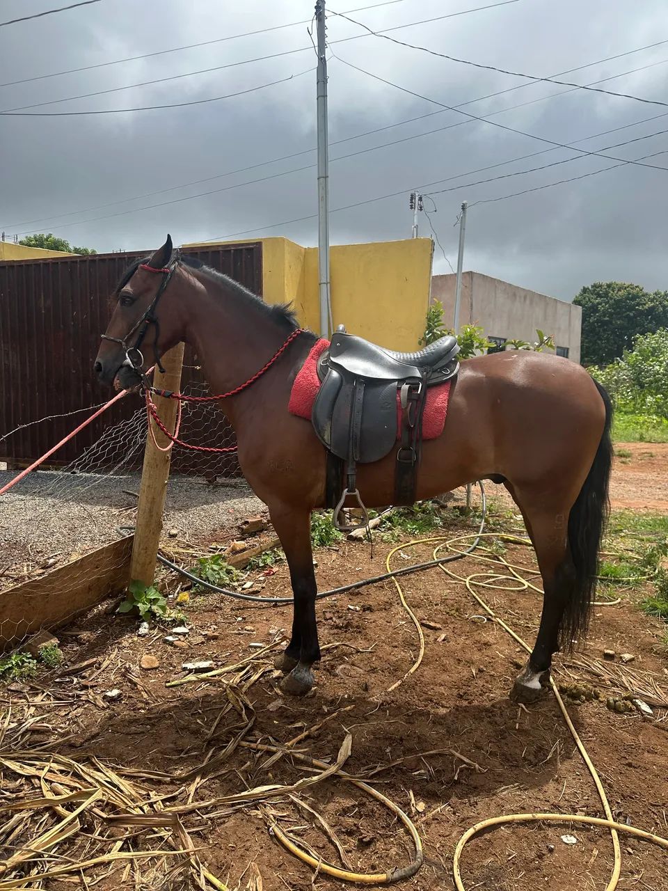 Vendo cavalo mangalarga marchador  - Foto 3