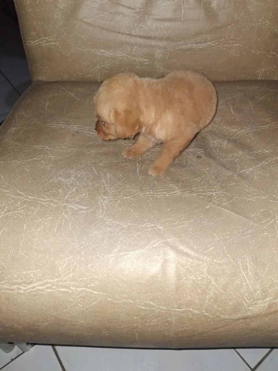 Cachorra ladradora