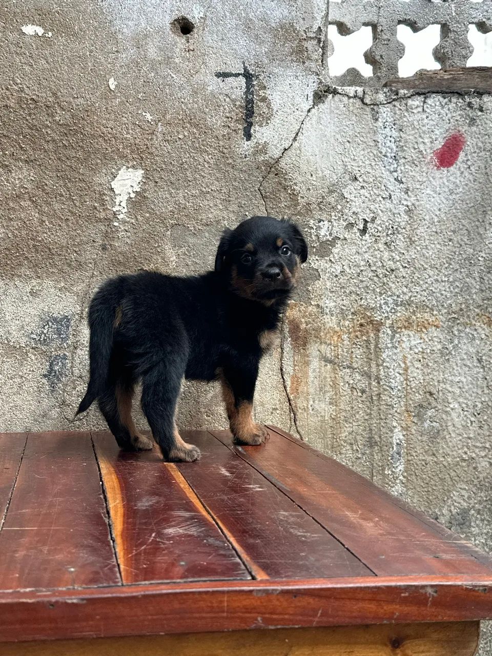 Rottweiler  - Foto 3