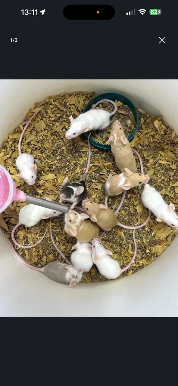 Ratinhos 