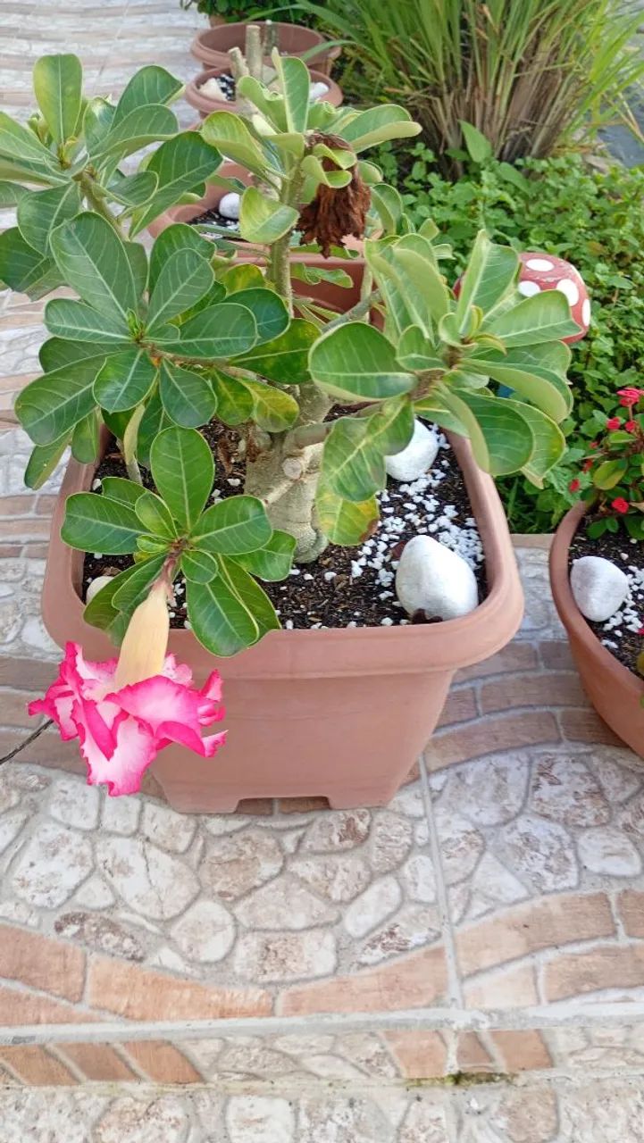 LÍRIOS DA PAZ E ROSA DO DESERTO  - Foto 2